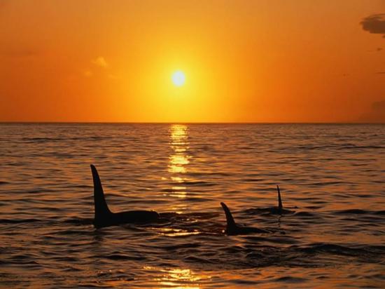 Ro - Vancouver et les Baleines32.jpg